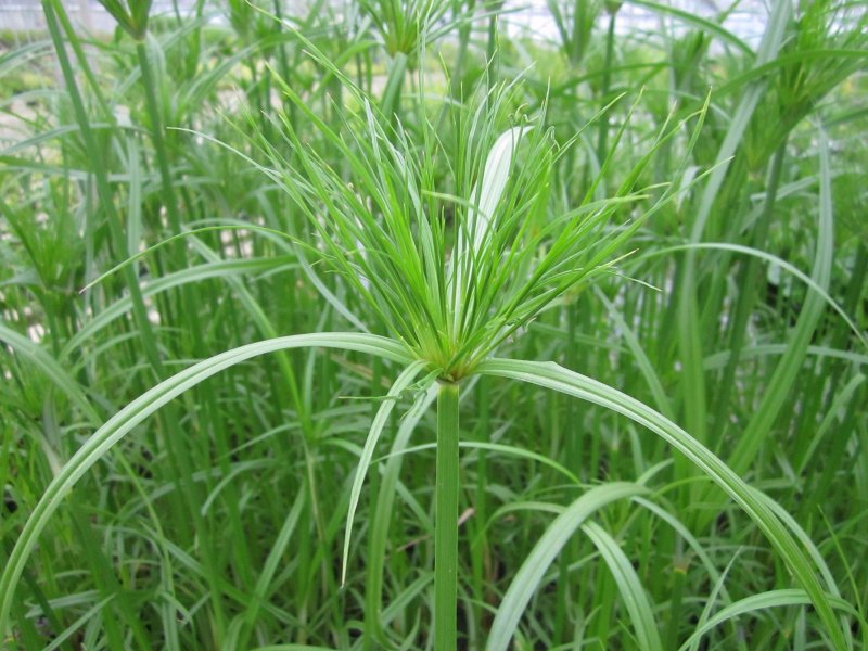 Cyperus Cyperus Leaf