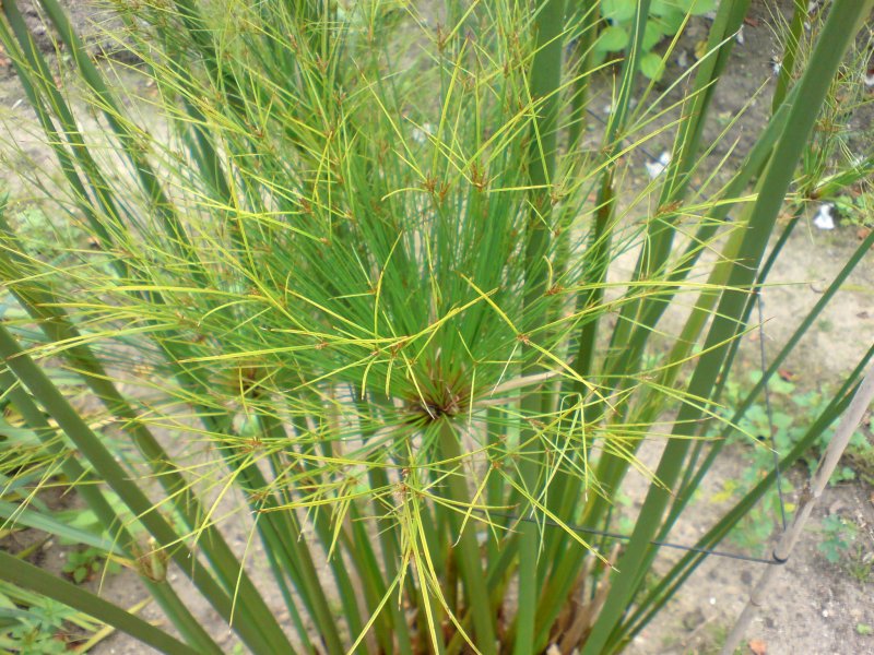 Cyperus Cyperus под микроскопом