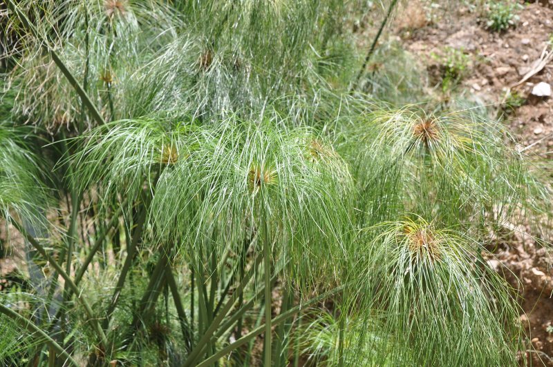 Папирус (Cyperus Papyrus)