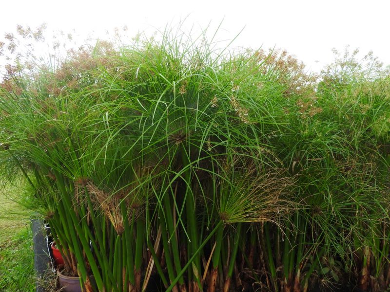 Циперус alternifolius