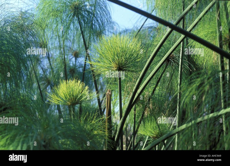 Cyperus Cleopatra