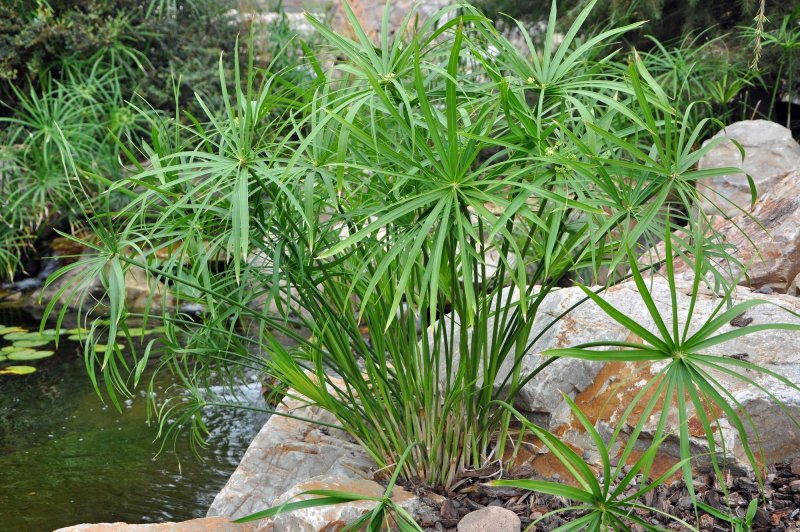 Циперусы очереднолистные / Cyperus alternifolius