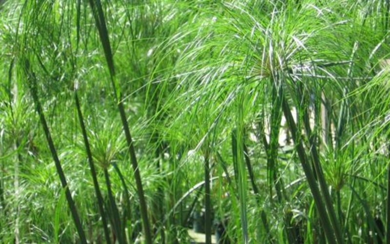 Папирус, или сыть Папирусная (Cyperus Papyrus l.)