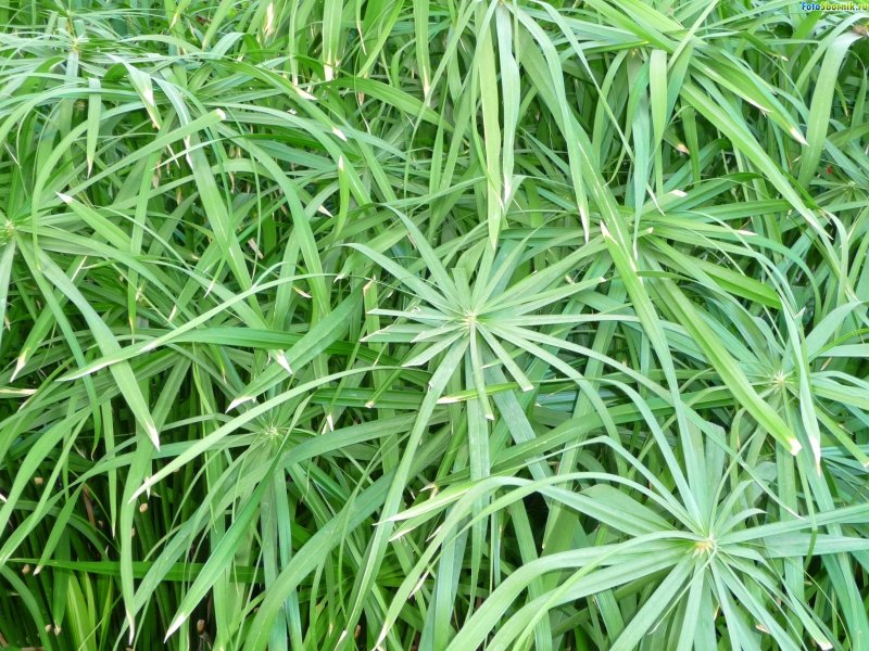 Cyperus alternifolius фараон