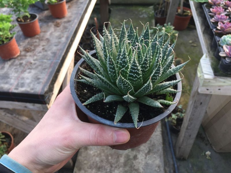 Алоэ остистое (Aloe aristata)
