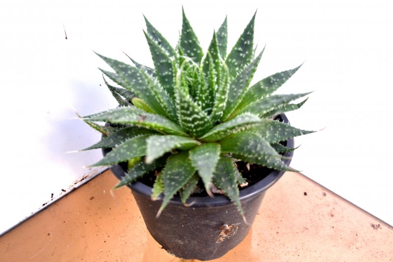 Алоэ древовидное (Aloe arborescens)