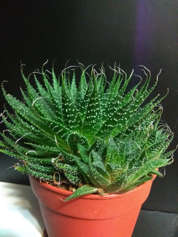 Алоэ остистое (Aloe aristata)