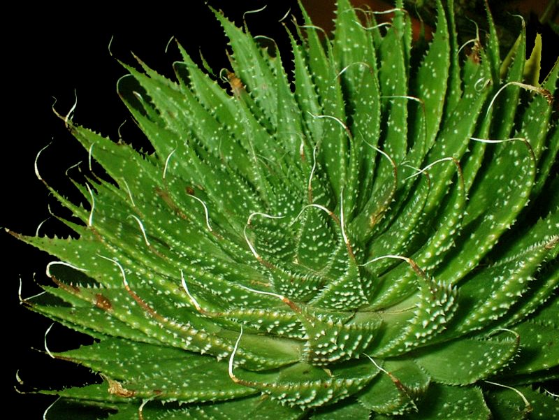 Алоэ остистое (Aloe aristata)