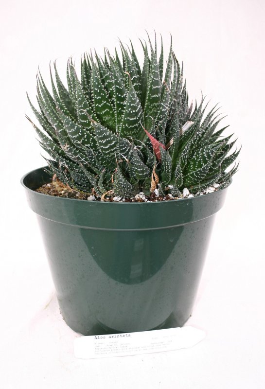 Суккулент Aloe aristata