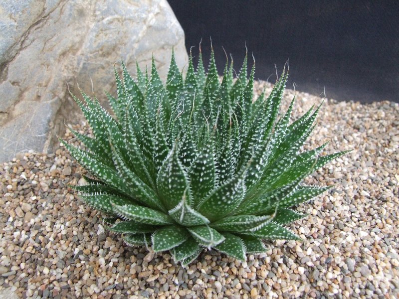 Алоэ остистое Aloe aristata Haw.