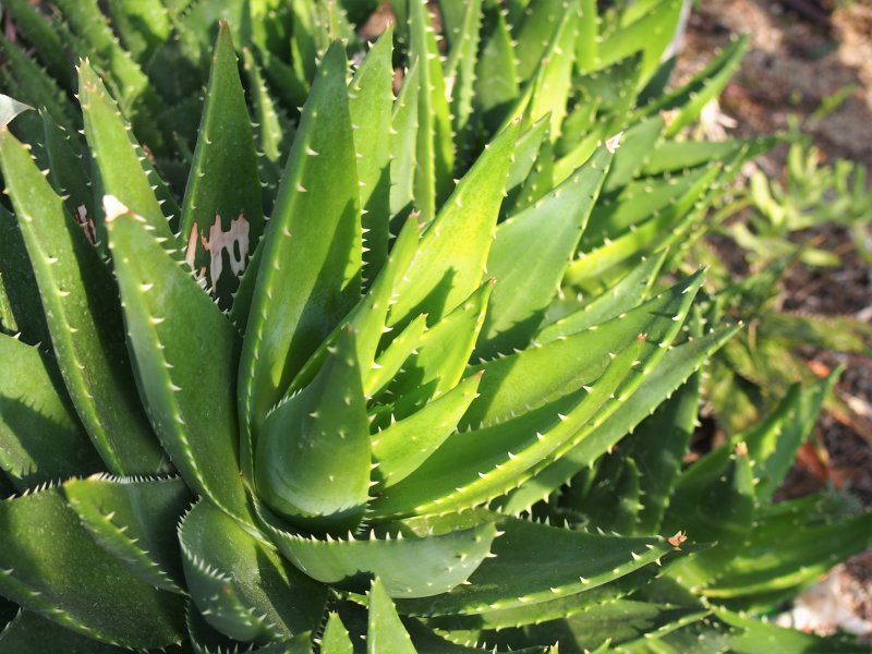 Алоэ остистое (Aloe aristata)