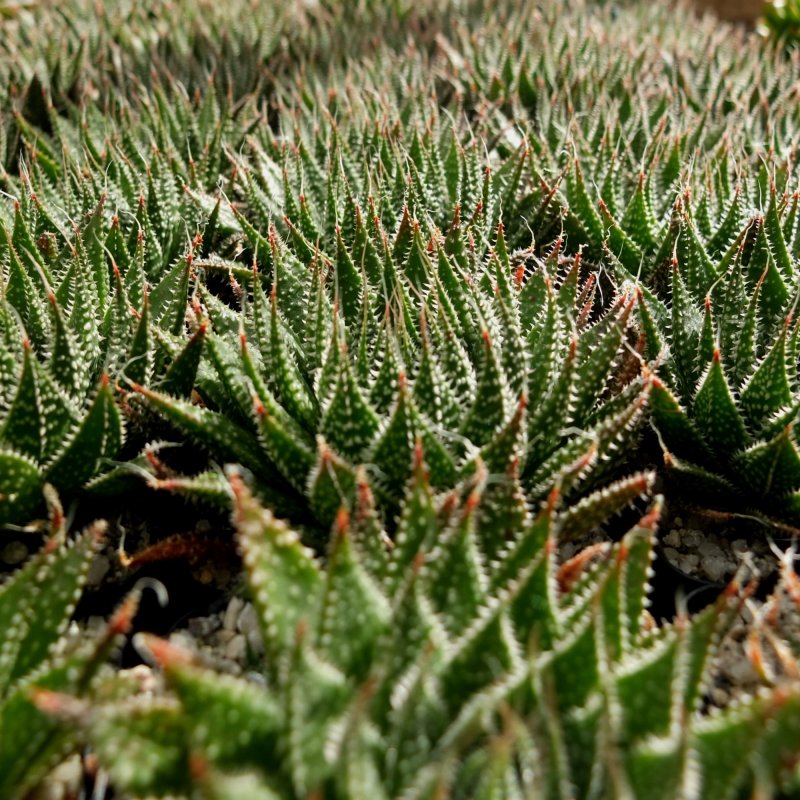 Алоэ многолистное (Aloe polyphylla)