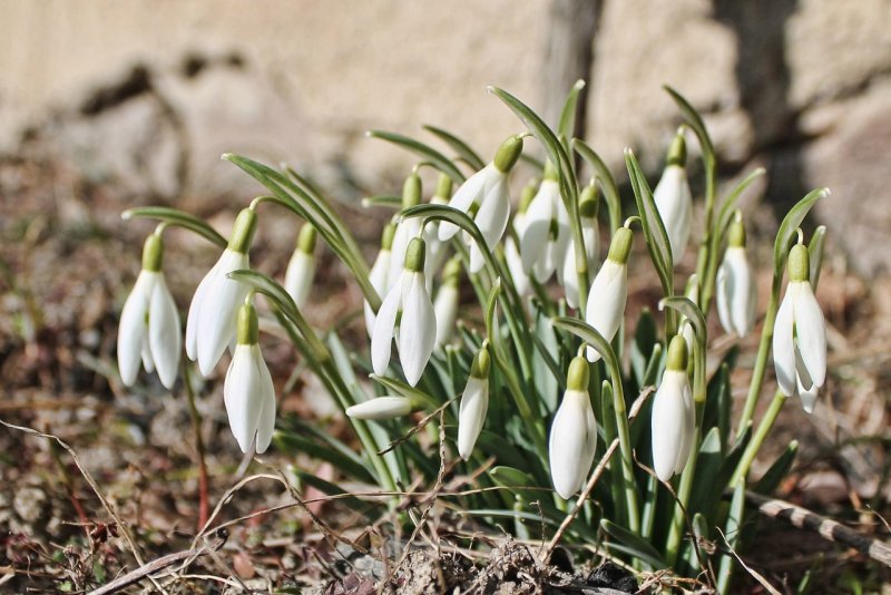 Подснежник (Galanthus woronowii/ikariae