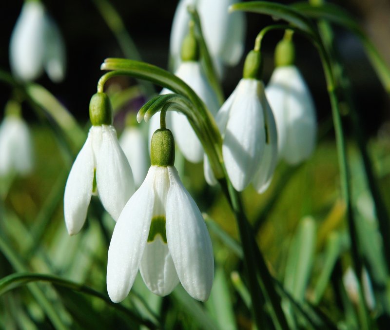 Зеленый Подснежник (Galanthus woronowii)
