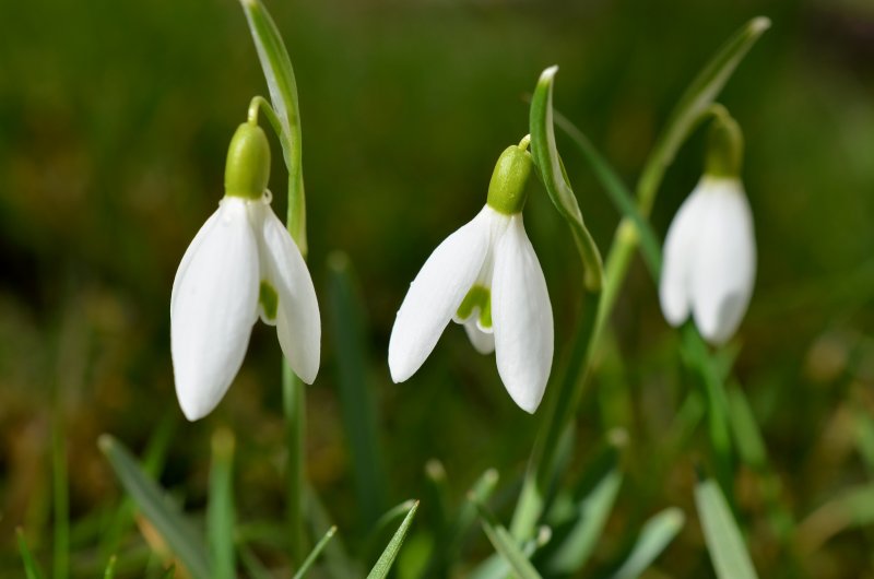 Подснежник (Galanthus)