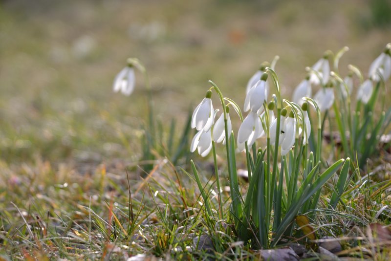 Зеленый Подснежник (Galanthus woronowii)