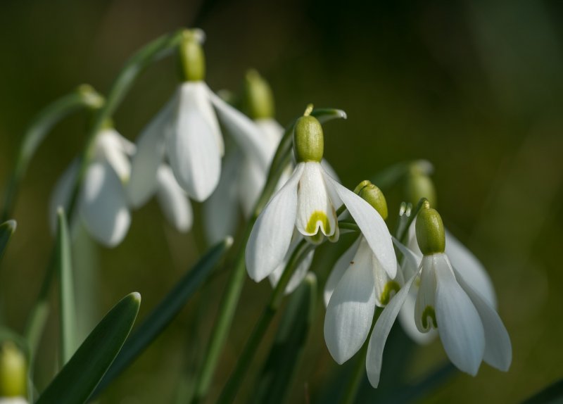 Зеленый Подснежник (Galanthus woronowii)