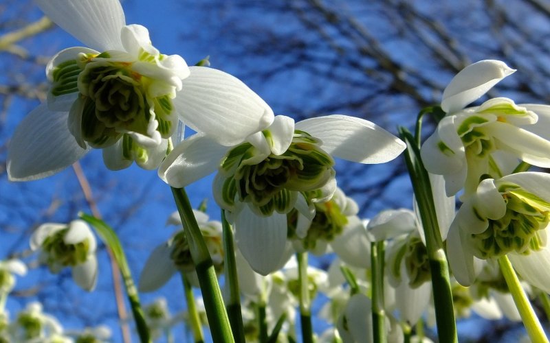 Подснежники Snowdrops