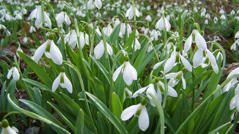 Подснежник (Galanthus)