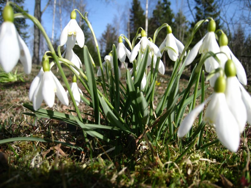 Зеленый Подснежник (Galanthus woronowii)