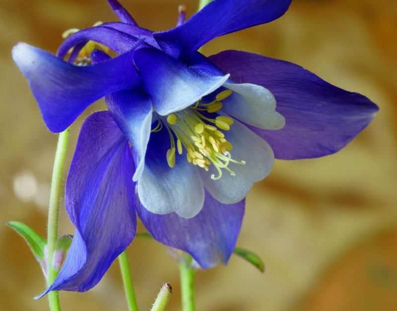 Аквилегия гибридная Blue Star