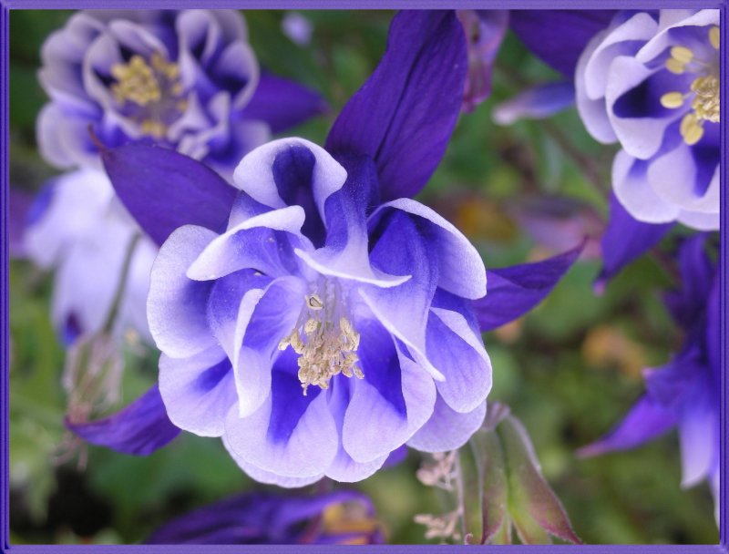 Аквилегия махровая - Aquilegia.