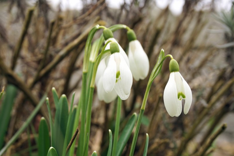 Galanthus lagodechianus