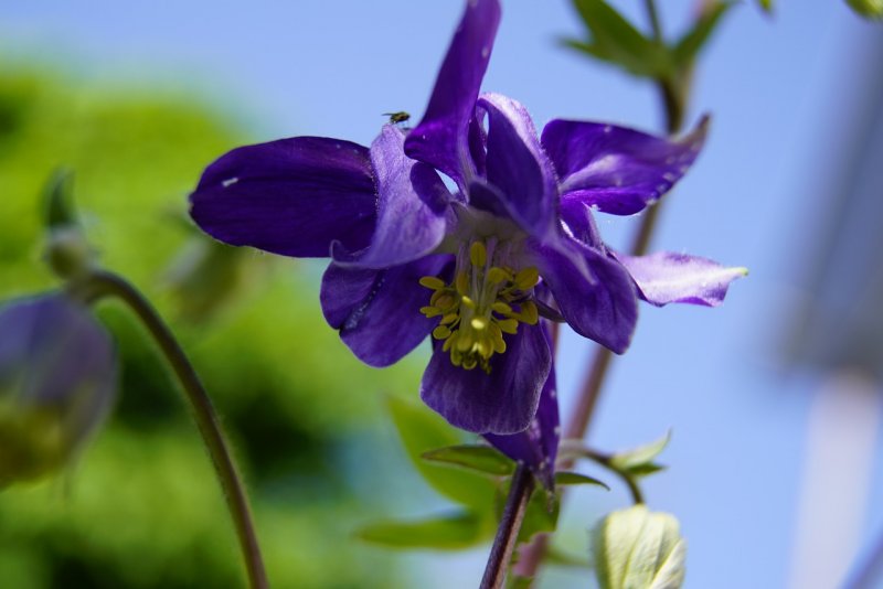 Аквилегия Джонса Aquilegia jonesii