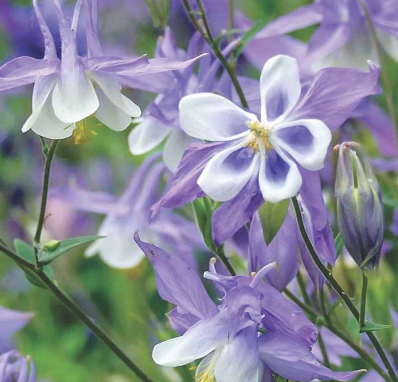 Аквилегия Альпийская (Aquilegia Alpina).