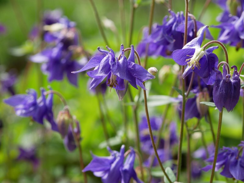 Аквилегия Джонса Aquilegia jonesii