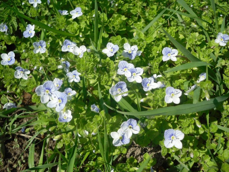 Тимьян лимоннопахнущий "variegata", Вариегата