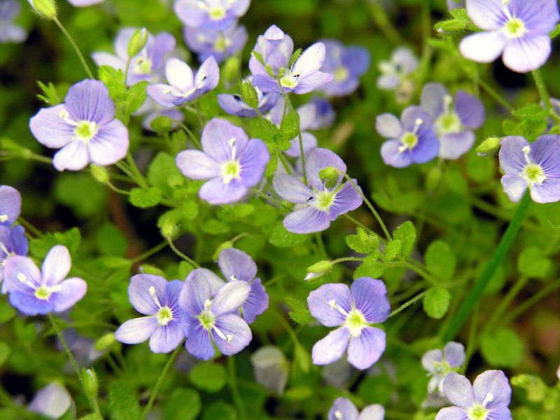 Вероника нитевидная Veronica filiformis