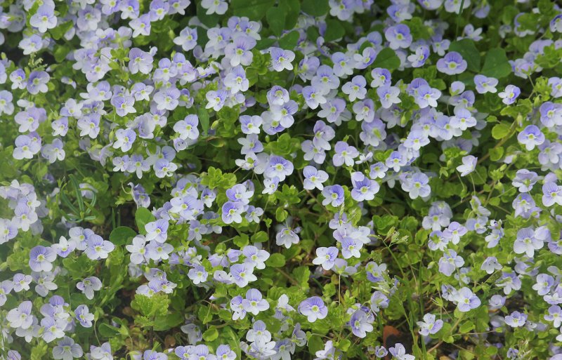 Veronica filiformis ползучая