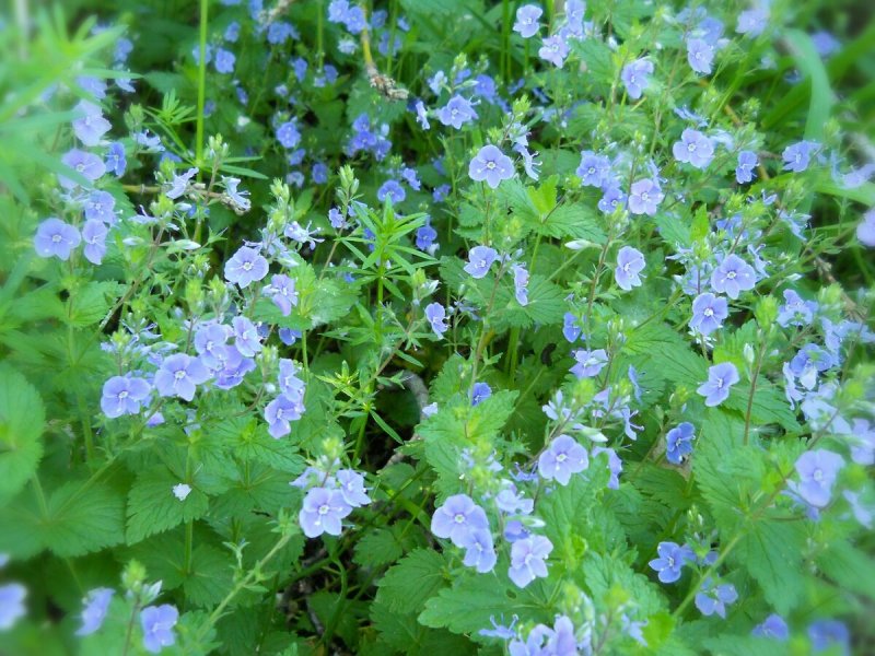 Veronica repens