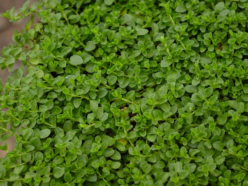 Veronica liwanensis