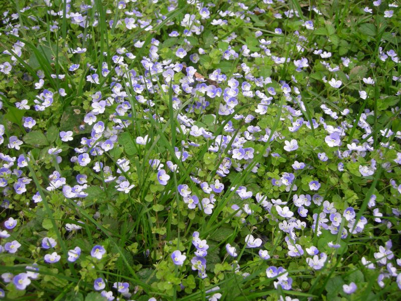 Живучка Альпийская Ajuga orientalis