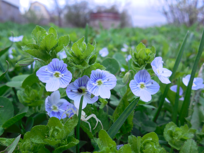Вероника Georgia Blue