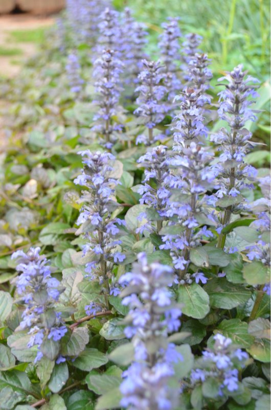 Speedwell цветок