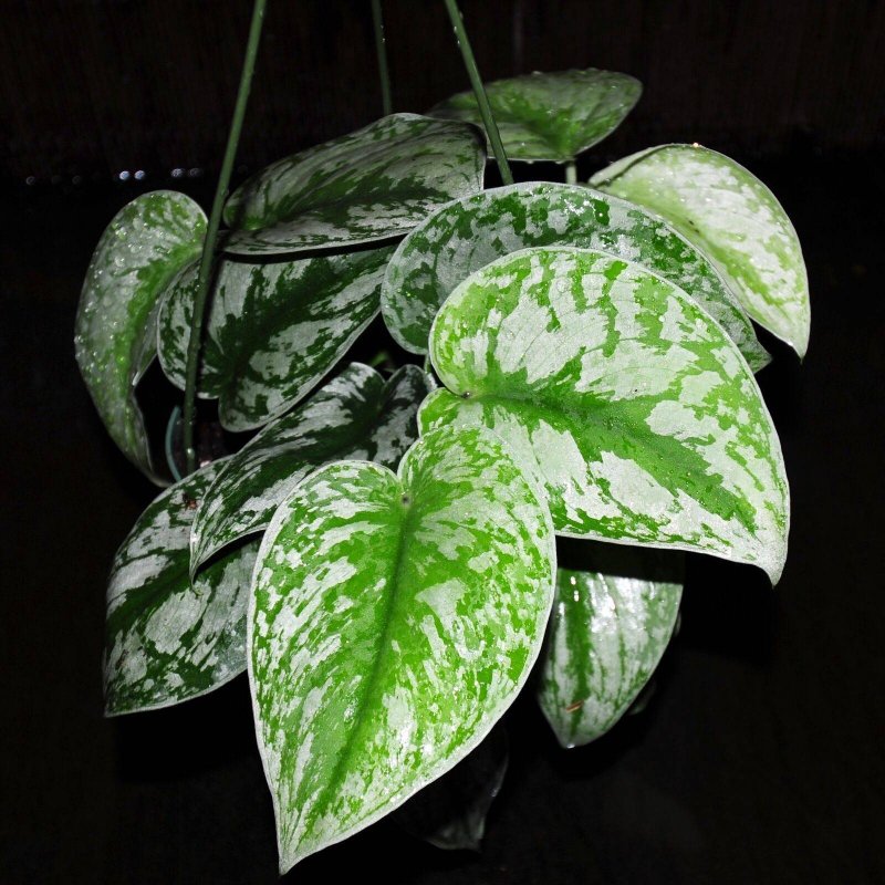 Сциндапсус экзотика Scindapsus pictus Exotica