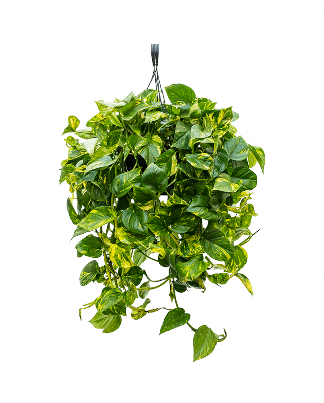 Scindapsus Moonlight фото