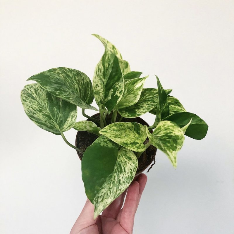 Сциндапсус Happy Leaf