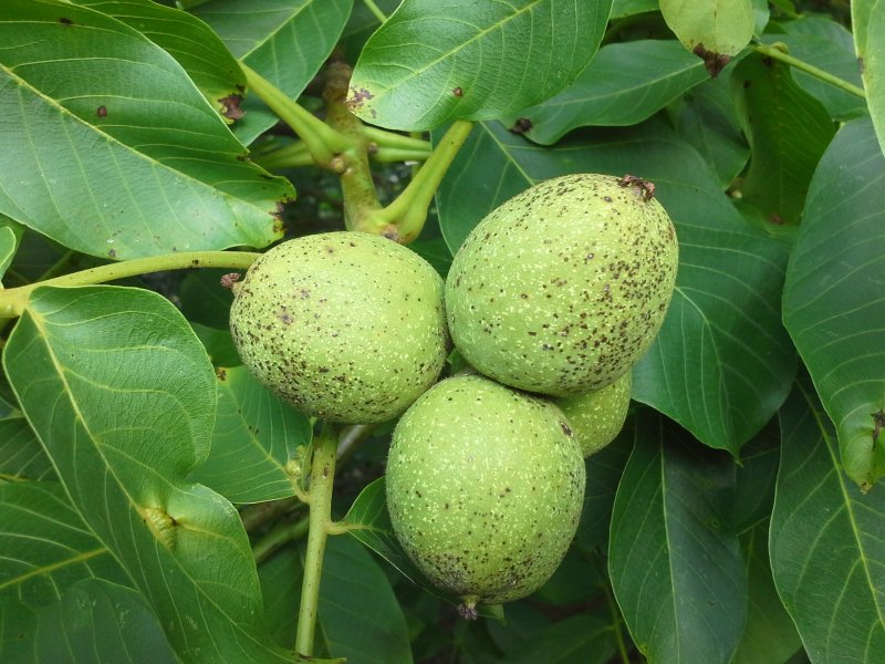 Орех грецкий Juglans Regia плод