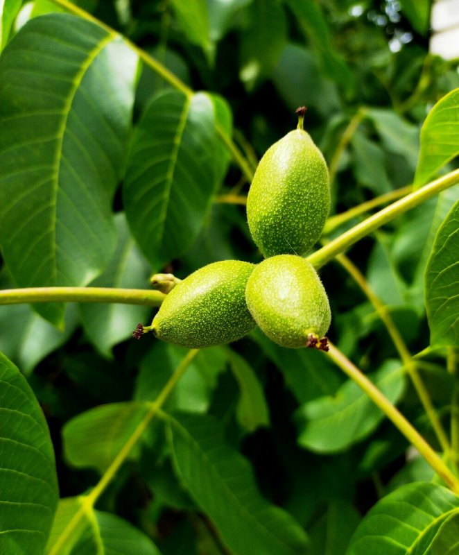 Грецкий орех Juglans Regia l.