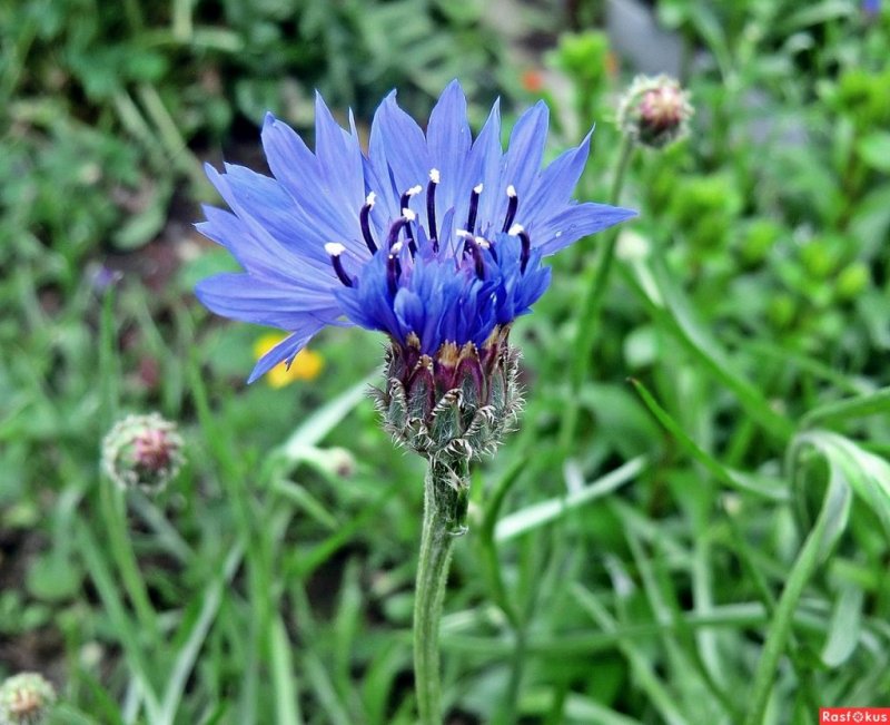 Василек синий (Centaurea cyanus)