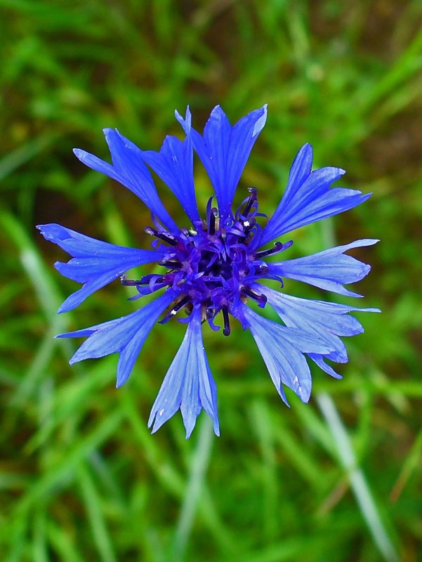Василек синий (Centaurea cyanus)