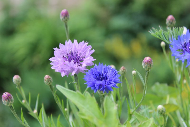 Василёк Centaurea