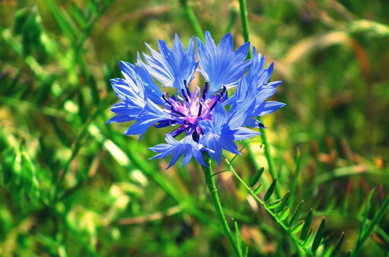 Blue Diadem Василек