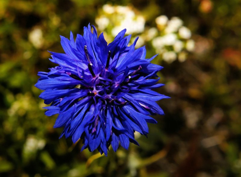 Василек 'pulchra Major'