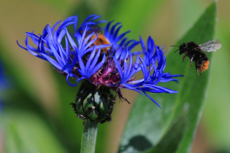 Василёк Centaurea