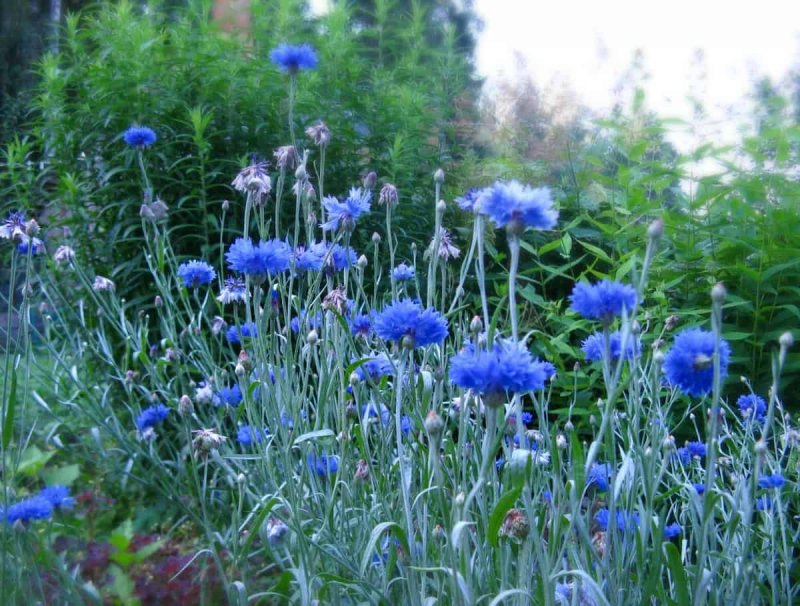 Василек синий (Centaurea cyanus)